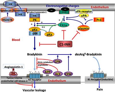 SERPING1 Variants and C1-INH Biological Function: A Close Relationship With C1-INH-HAE